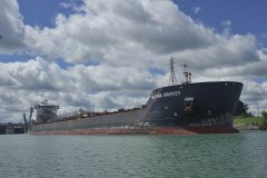 Thumbnail Image for Algoma Mariner