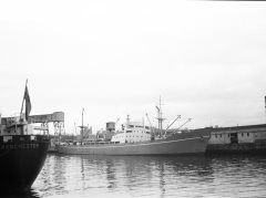 Thumbnail Image for Irish Pine