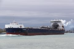 Thumbnail Image for Algoma Bear