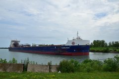 Thumbnail Image for Algoma Bear